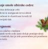 sibirska smola