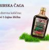 črna čaga