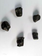 Meteorit Sihote Alin 8-11g